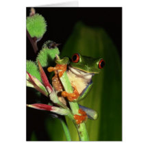 Cartes pour notes de grenouille