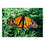 Cartes pour notes de papillon