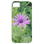 Cas floral de l'iPhone 5 de Gerbera pourpre Étui iPhone 5