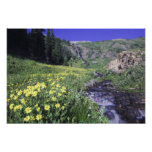 Cascade et fleurs sauvages dans le pré alpin, 2 photos d’art