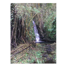 Cascade sur la traînée d'automnes d'Akaka Carte Postale