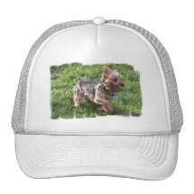 Casquette de baseball de chien de York Terrier