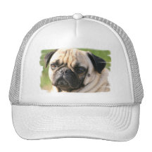 Casquette de baseball de race de chien de carlin