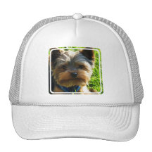 Casquette de baseball de Yorkshire Terrier