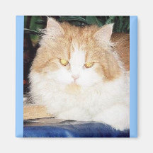 CAT PERSAN AIMANTS