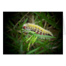 Caterpillar Cartes De Vœux