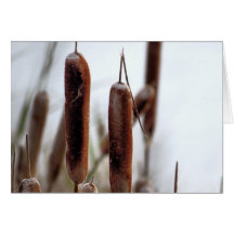 Cattails Cartes
