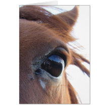 Ce que le cheval a vu cartes de vœux