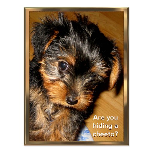 Ce qui vous se cachant ? Carte postale personnalis
