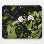 Cecile Brunner Mousepad rose Tapis De Souris