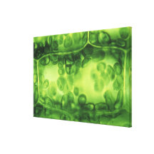 Cellules d'usine d'Elodea Impressions Sur Toile