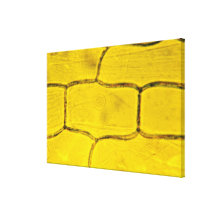 Cellules d'usine d'oignon impression sur toile