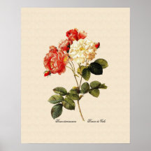 Celsiana de damascena de Rosa Posters