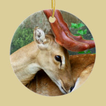 Cerfs communs avec des andouillers de Felted ornements