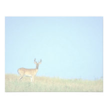 cerfs communs Blanc-coupés la queue Carton D'invitation
