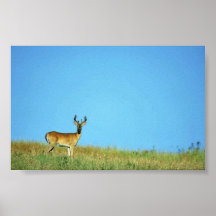 cerfs communs Blanc-coupés la queue Poster