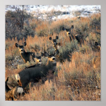Cerfs communs de mule affiches