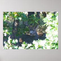 Cerfs communs de mule posters