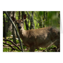 Cerfs communs de queue blanche (C2) Cartes De Vœux