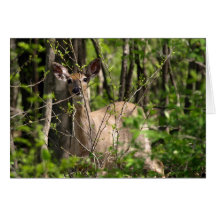 Cerfs communs de queue blanche (C3) Cartes De Vœux