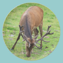 cerfs communs masculins sauvages assiettes