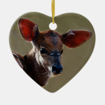 Cerfs communs vous regardant ornement