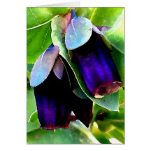 CERINTHE NOTECARD/BLANK CARTES