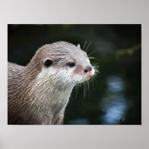 C'est absurdité de loutre posters