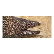 C'est un Moray ! Double Carte Personnalisée