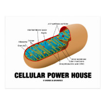 Chambre cellulaire de puissance (mitochondrie) carte postale