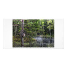 Chambre sauvage d'oiseau photocartes
