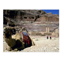 Chameau devant le théâtre romain, Jordanie Carte Postale