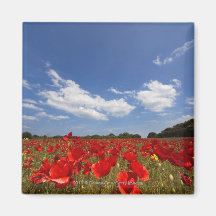 Champ complètement des fleurs rouges aimants
