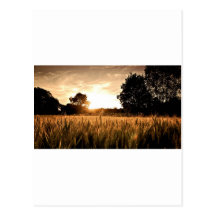 CHAMP DE BLÉ CARTE POSTALE