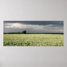 Champ de blé de Kent Posters