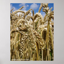 Champ de blé, terres cultivables Kentish Affiches