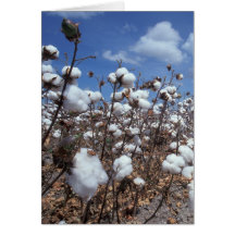 Champ de coton carte