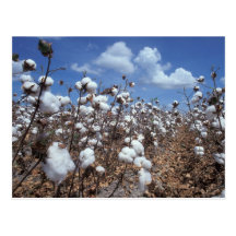 Champ de coton cartes postales