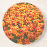 Champ de tulipe dessous de verres