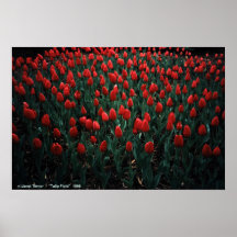 "Champ de tulipe" par : Janet Terner Affiches
