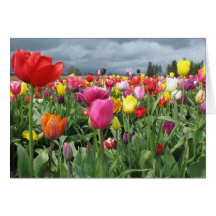 Champ de tulipes carte de vœux
