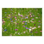 Champ des fleurs impressions photographiques