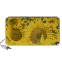 Champ des haut-parleurs de tournesols