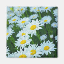 Champ des marguerites magnets pour réfrigérateur