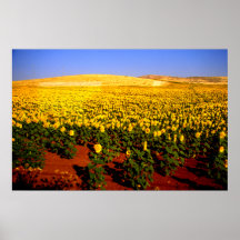 Champ des tournesols, Espagne du sud Posters