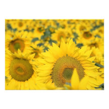 Champ d'invitation de tournesols