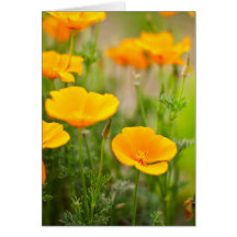 Champ orange de pavots carte