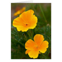 Champ orange de pavots carte de vœux