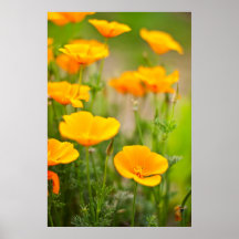 Champ orange de pavots posters