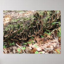 Champignon et trèfle affiche
